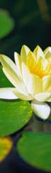 Grief Resources
